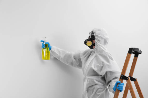 Best Black Mold Removal  in Hemby Bridge, NC